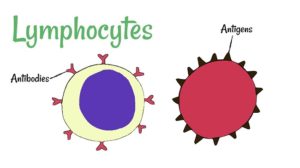 淋巴细胞的类型和功能