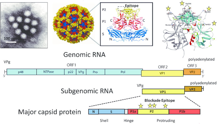 诺瓦克病毒的结构和基因组