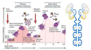 原发性和继发性免疫反应的区别