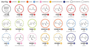 氨基酸-性质，结构，分类和功能