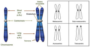 染色体结构，类型和功能
