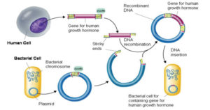 DNA重组技术