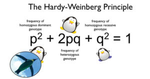 Hardy-Weinberg均衡