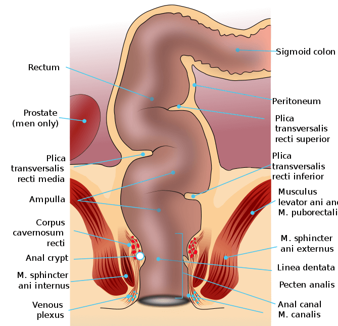 人的直肠和肛管