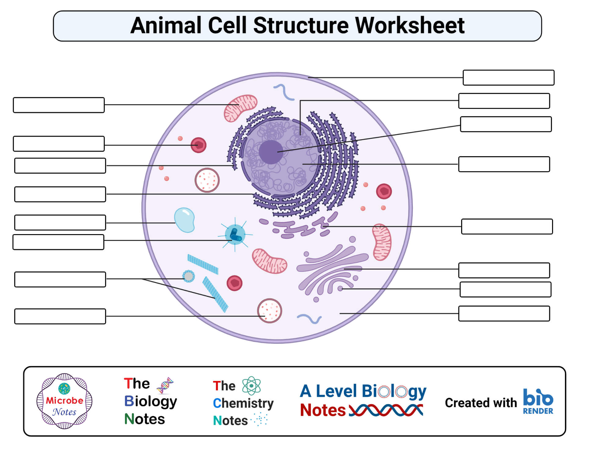 动物细胞工作表