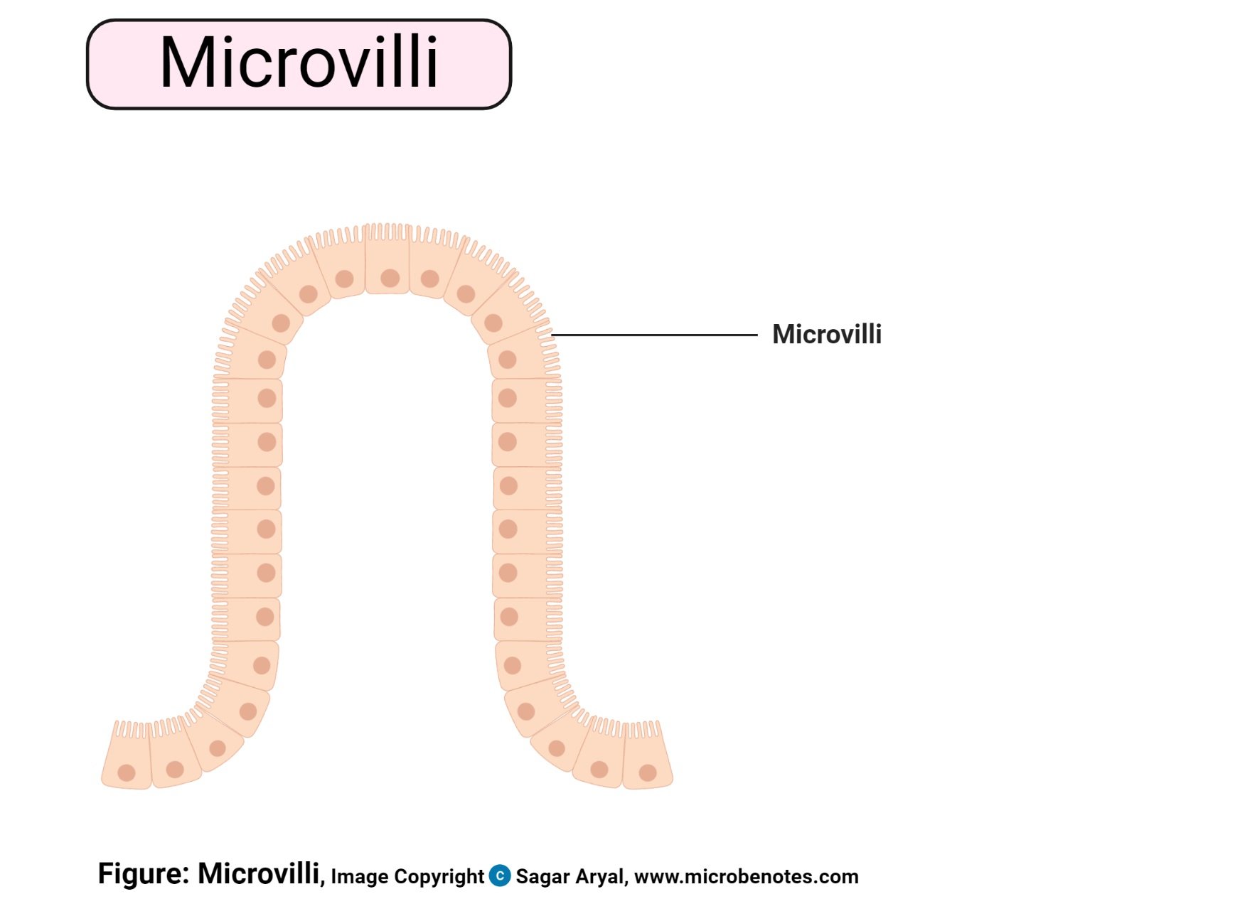 米icrovilli Diagram