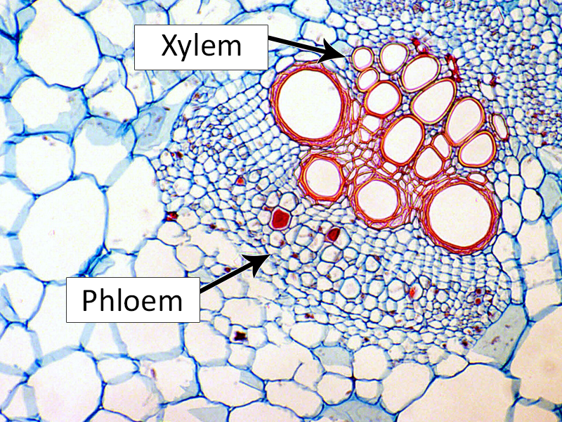 Phloem细胞图