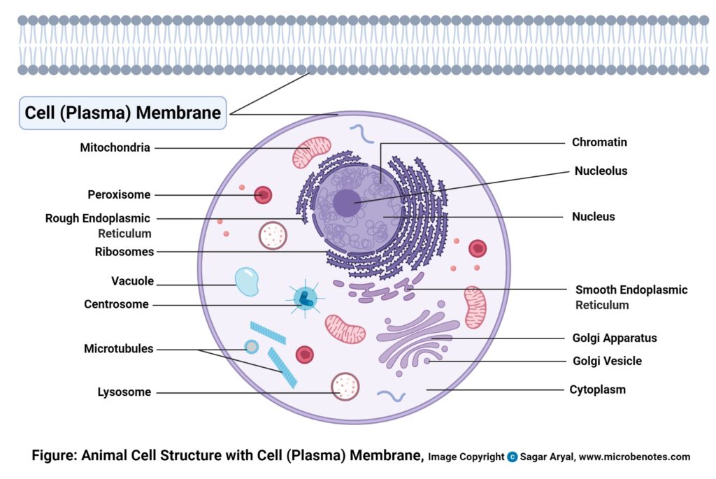 血浆膜（细胞膜）图