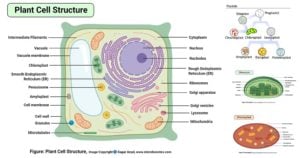 植物细胞标记图