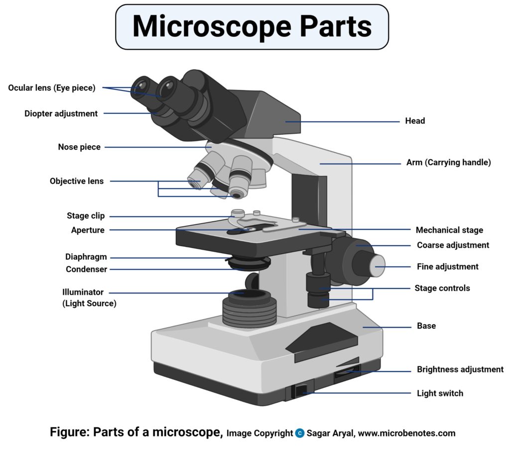 显微镜图的部分