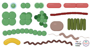 细菌的大小，形状和排列与例子