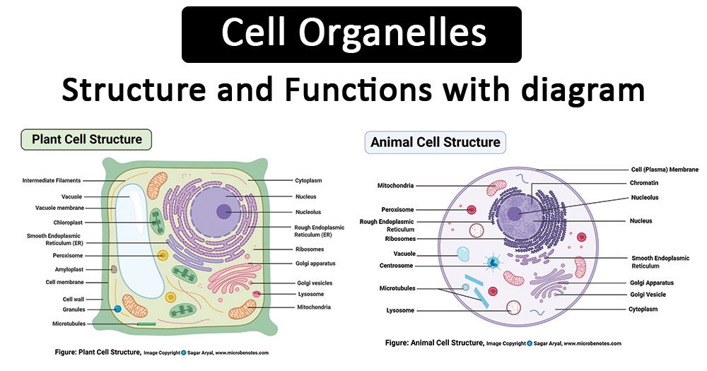 细胞机结构和函数与图