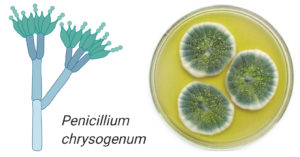 青霉菌chrysogenum