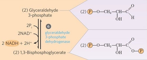 步骤6-甘油醛3-磷酸氧化磷酸化