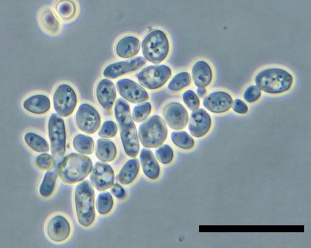 酵母在显微镜下