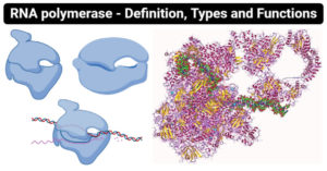 RNA聚合酶-定义，类型和功能