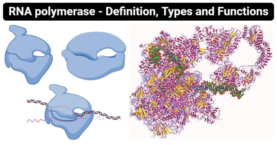 RNA聚合酶 - 定义，类型和功能