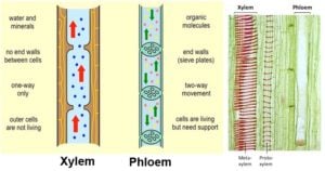 Xylem和Phloem之间的差异（Xylem Vs Phloem）