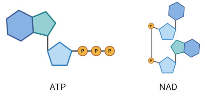 ATP和NAD