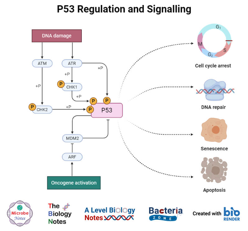 P53调控与信号转导