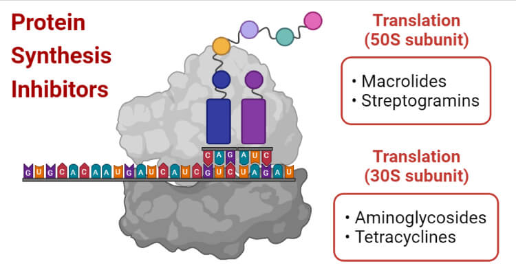 蛋白质合成抑制剂