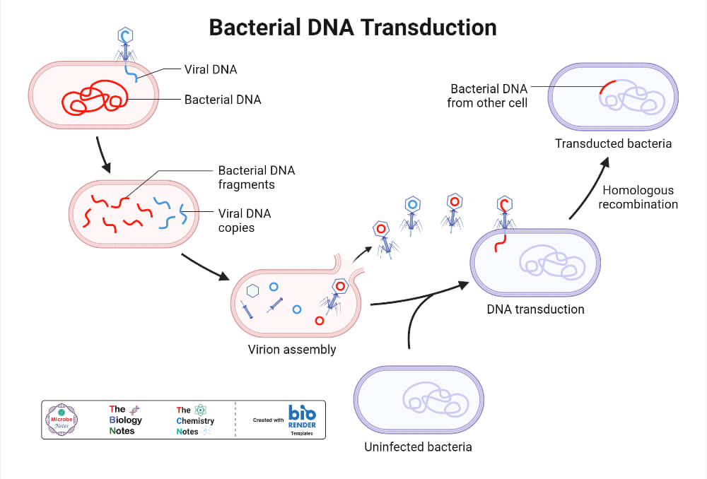 细菌的DNA转导