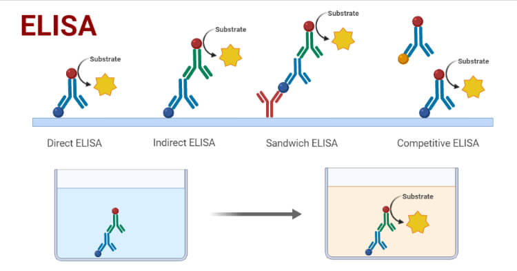 酶联免疫吸附试验(ELISA)