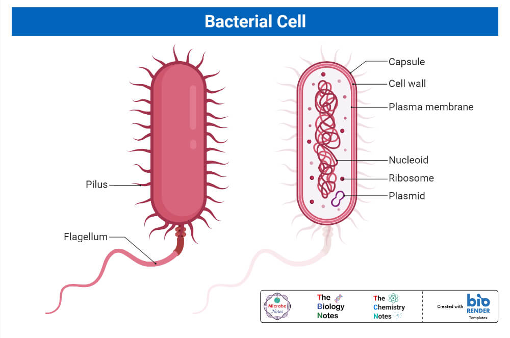 细菌细胞的结构