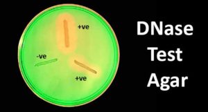 dna酶琼脂试验-原理、程序和结果解释