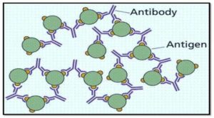 抗原-抗体反应概论