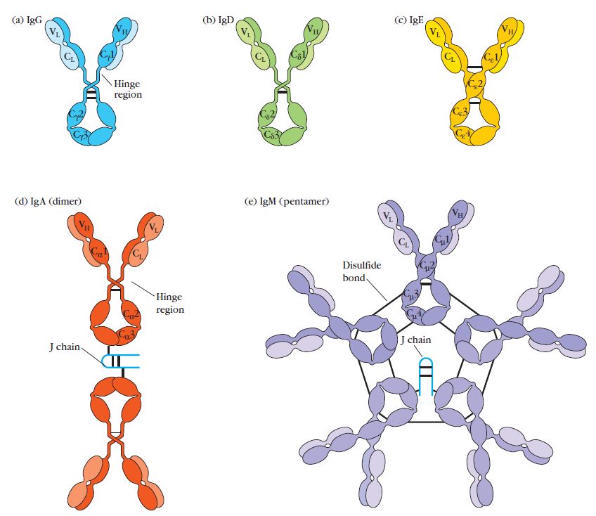五种主要抗体的结构