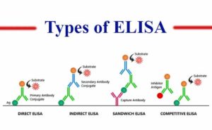 酶联免疫吸附试验（ELISA）及其类型