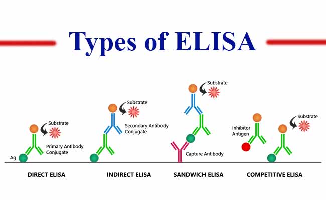 酶联免疫吸附试验（ELISA）及其类型