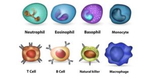免疫系统的细胞