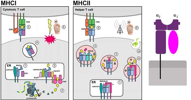 主要组织相容性复合体(MHC)-类型和重要性
