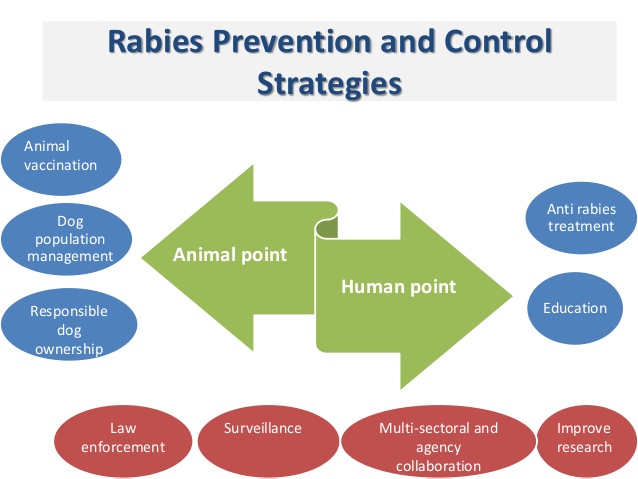 狂犬病毒的管理、预防和控制