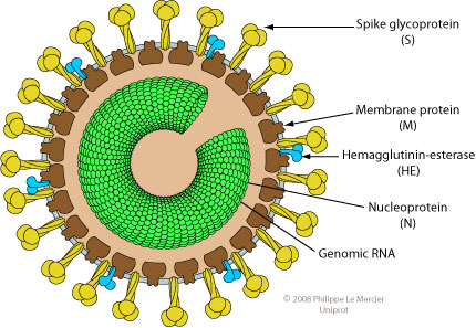 Torovirus结构
