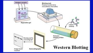 Western blotting-介绍、原理和应用