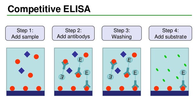 竞争性ELISA协议和动画