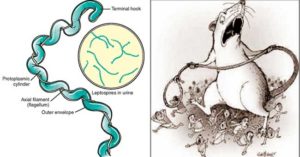 询问型钩端螺旋体的发病机制和临床表现