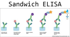 三明治ELISA  - 步骤和优势