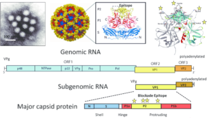 诺沃克病毒的结构和基因组
