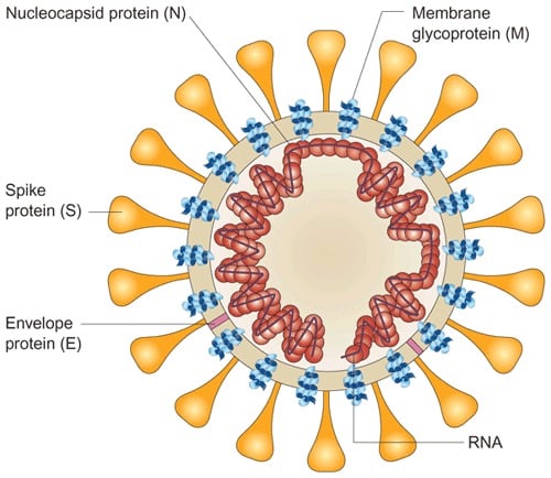 严重急性呼吸综合征冠状病毒的结构