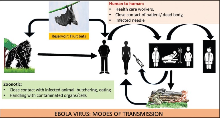 埃博拉病毒的传播