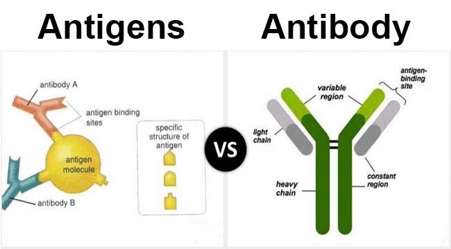 抗原与抗体的区别