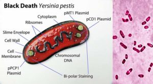 Yersinia Pestiis的生化试验