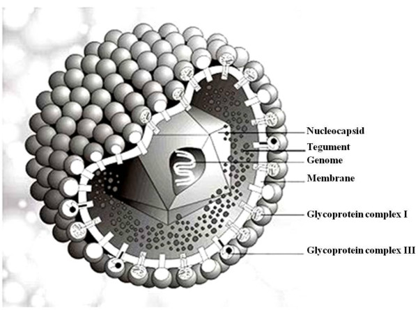 人巨细胞病毒的结构