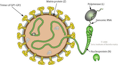 兰萨病毒的结构