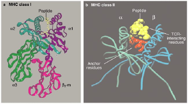 主要组织相容性复合物的结构（MHC）