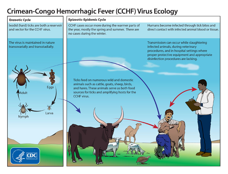 克里米亚-刚果出血热病毒的传播
